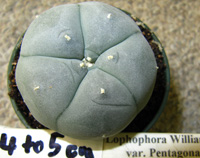 L.Williamsii var. pentagona 4 to 5cm